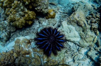 4 жемчужины фото №12