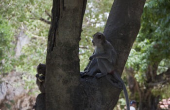 फांग नगा प्रांत का भ्रमण фото №11