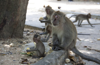 फांग नगा प्रांत का भ्रमण фото №12