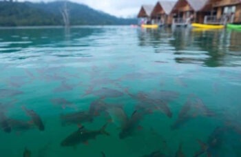 खाओ सोक और चेओ लैन झील का भ्रमण фото №19