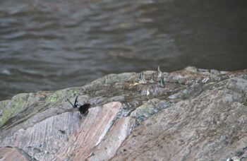 Лежачий Будда фото №55