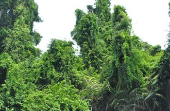 Лежачий Будда фото №53