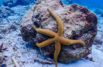 Острова Симиланы фото №36