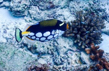 Острова Симиланы фото №35