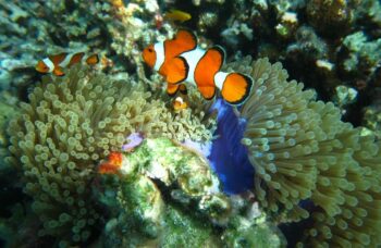 Острова Симиланы фото №34