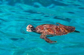 Острова Симиланы фото №33