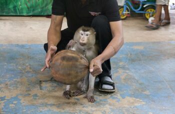 Обзорные экскурсии по Пхукету фото №21