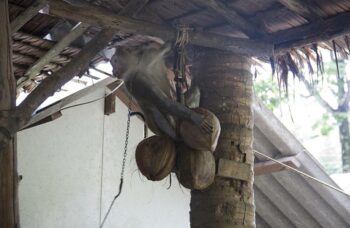 Обзорные экскурсии по Пхукету фото №20