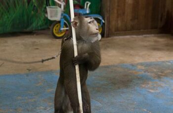 Обзорные экскурсии по Пхукету фото №19