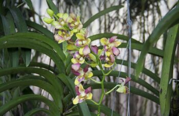 Обзорные экскурсии по Пхукету фото №31