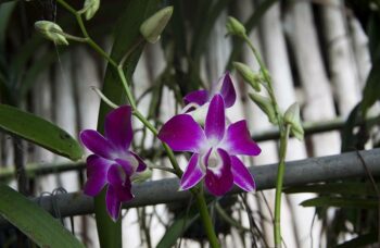 Обзорные экскурсии по Пхукету фото №30