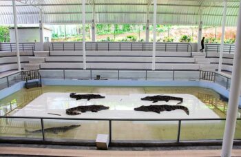 Крокодиловая ферма на Пхукете фото №19