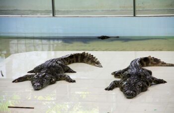 Крокодиловая ферма на Пхукете фото №18