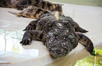 Крокодиловая ферма на Пхукете фото №17