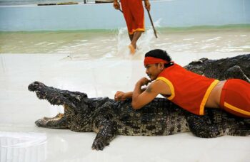 Крокодиловая ферма на Пхукете фото №12