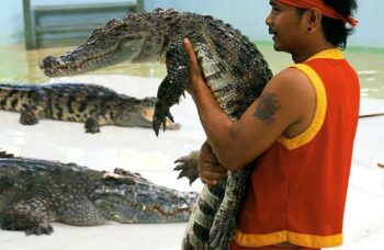 Крокодиловая ферма на Пхукете фото №11