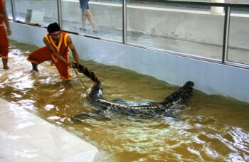 Крокодиловая ферма на Пхукете фото №10