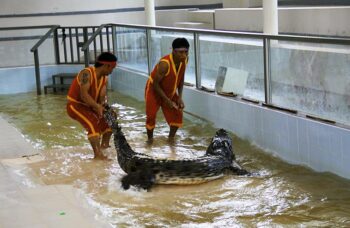 Крокодиловая ферма на Пхукете фото №9