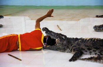 Крокодиловая ферма на Пхукете фото №7