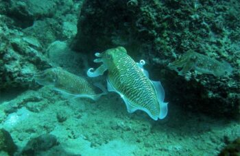 __alt__ фото №14