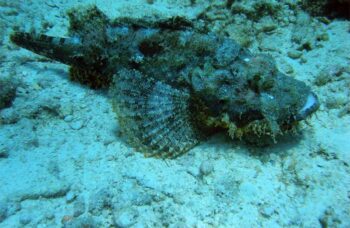 __alt__ фото №5