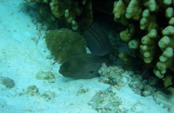 __alt__ фото №3