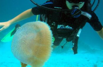 __alt__ фото №2