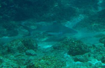 __alt__ фото №1