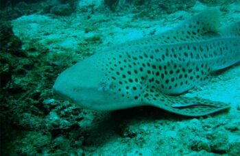 __alt__ фото №11