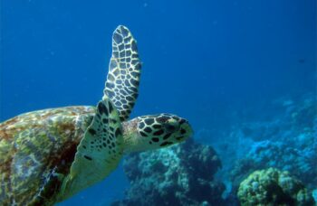 __alt__ фото №9