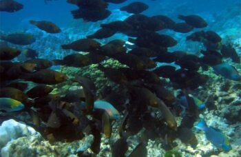 __alt__ фото №8