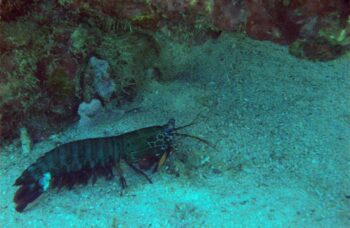 __alt__ фото №7