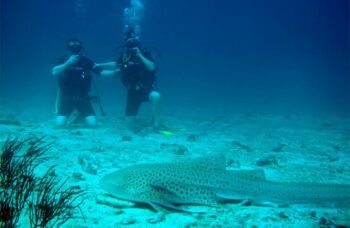 __alt__ фото №6