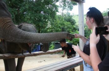 Пхукет - сафари - слоны фото №25