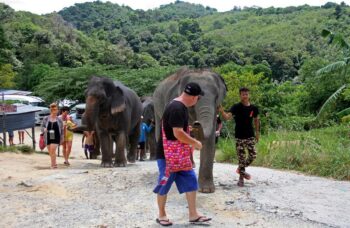 Пхукет - сафари - слоны фото №19