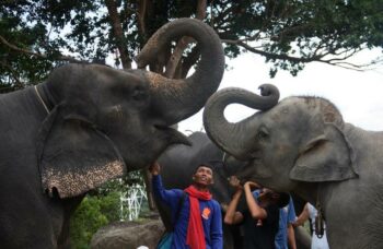 Пхукет - сафари - слоны фото №15