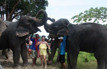 Пхукет - сафари - слоны фото №13