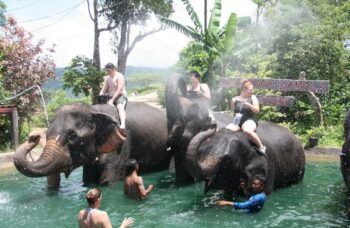 Пхукет - сафари - слоны фото №10