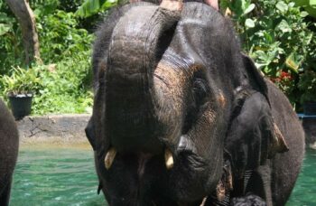 Пхукет - сафари - слоны фото №9