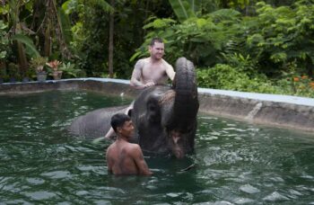 Пхукет - сафари - слоны фото №34