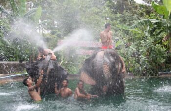 Пхукет - сафари - слоны фото №30