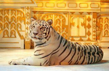 Фэнтези шоу на Пхукете фото №3