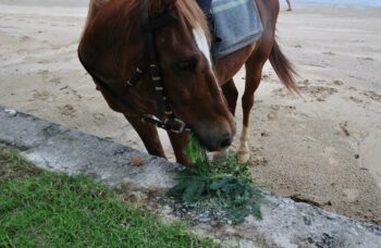 Пхукет прогулки на лошадях фото №1