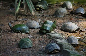 Пхукет, экскусия Као Лак фото №36