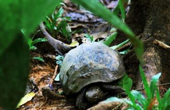 Пхукет, экскусия Као Лак фото №35