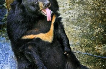 Пхукет, экскусия Као Лак фото №34