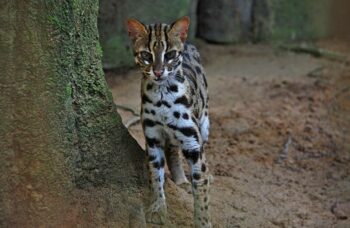 Пхукет, экскусия Као Лак фото №33