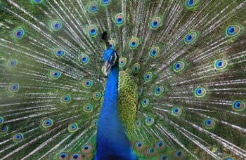 Пхукет, экскусия Као Лак фото №32