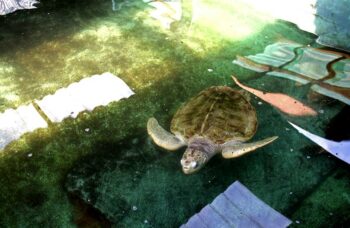 Пхукет, экскусия Као Лак фото №12