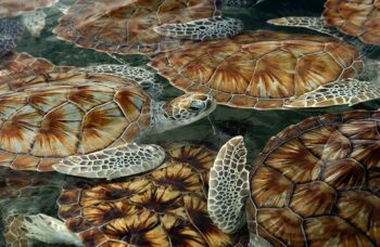 Пхукет, экскусия Као Лак фото №11